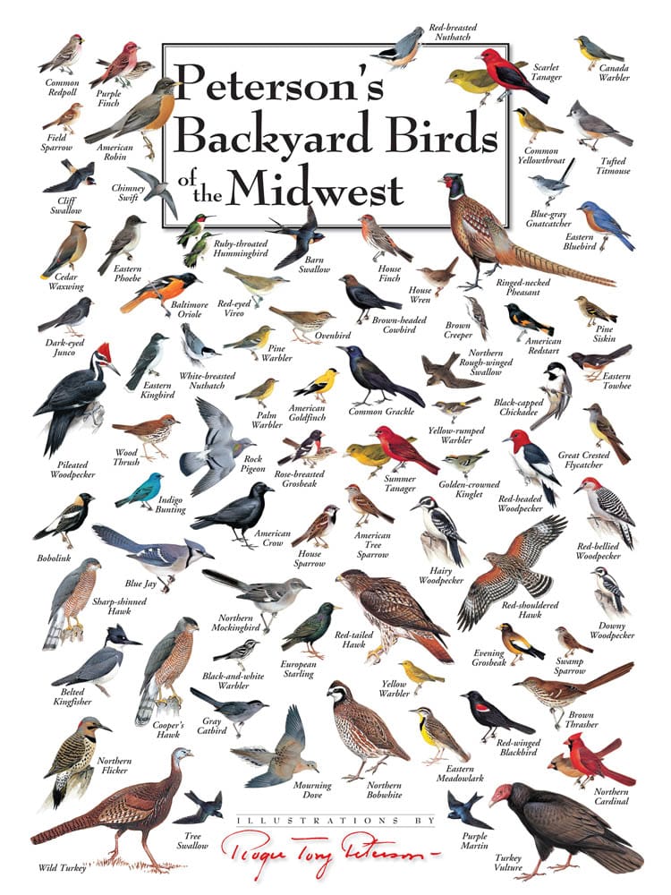 Peterson's Backyard Birds of Midwest 550pc Puzzle