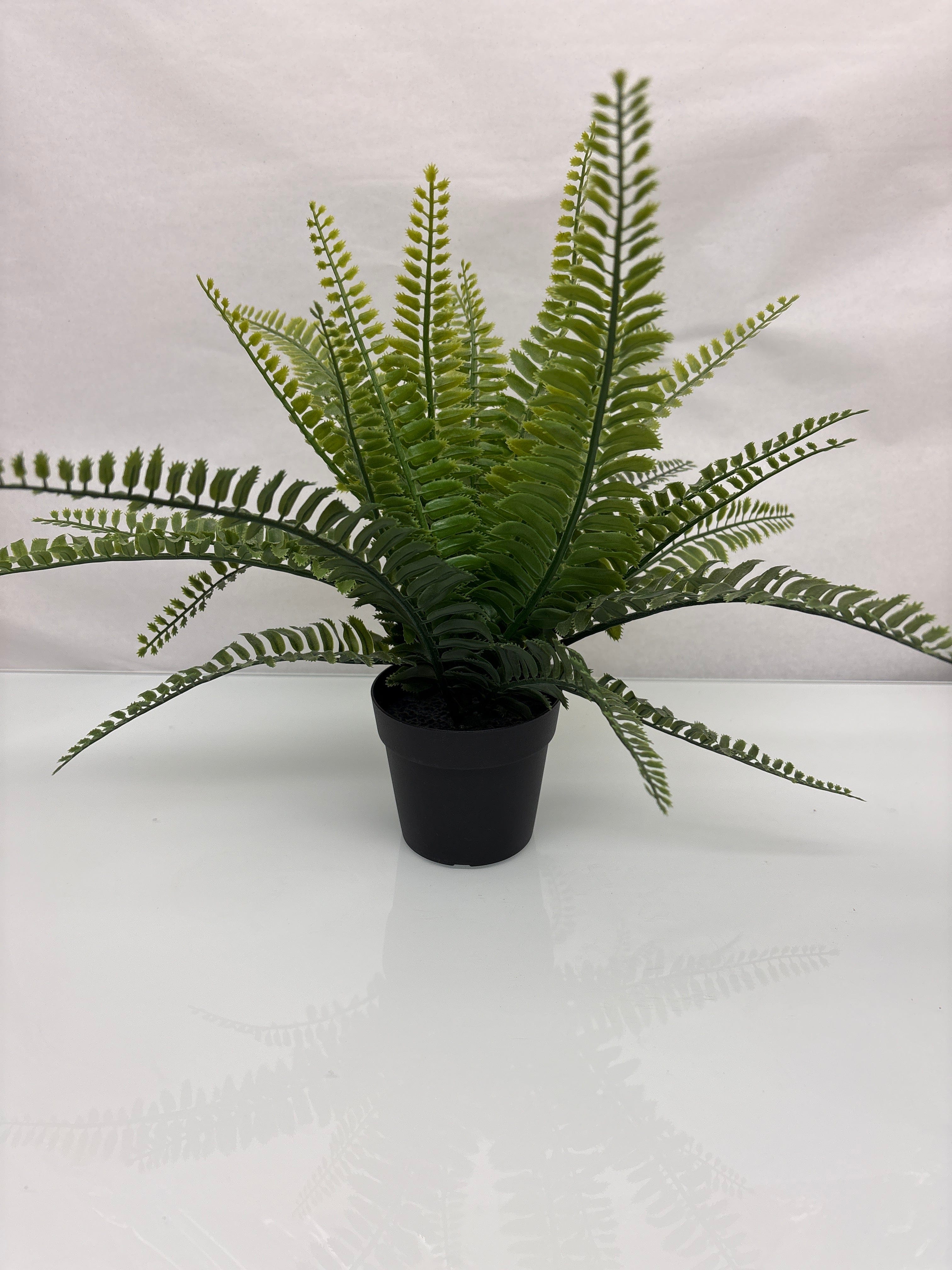 Small Fern with Black Pot