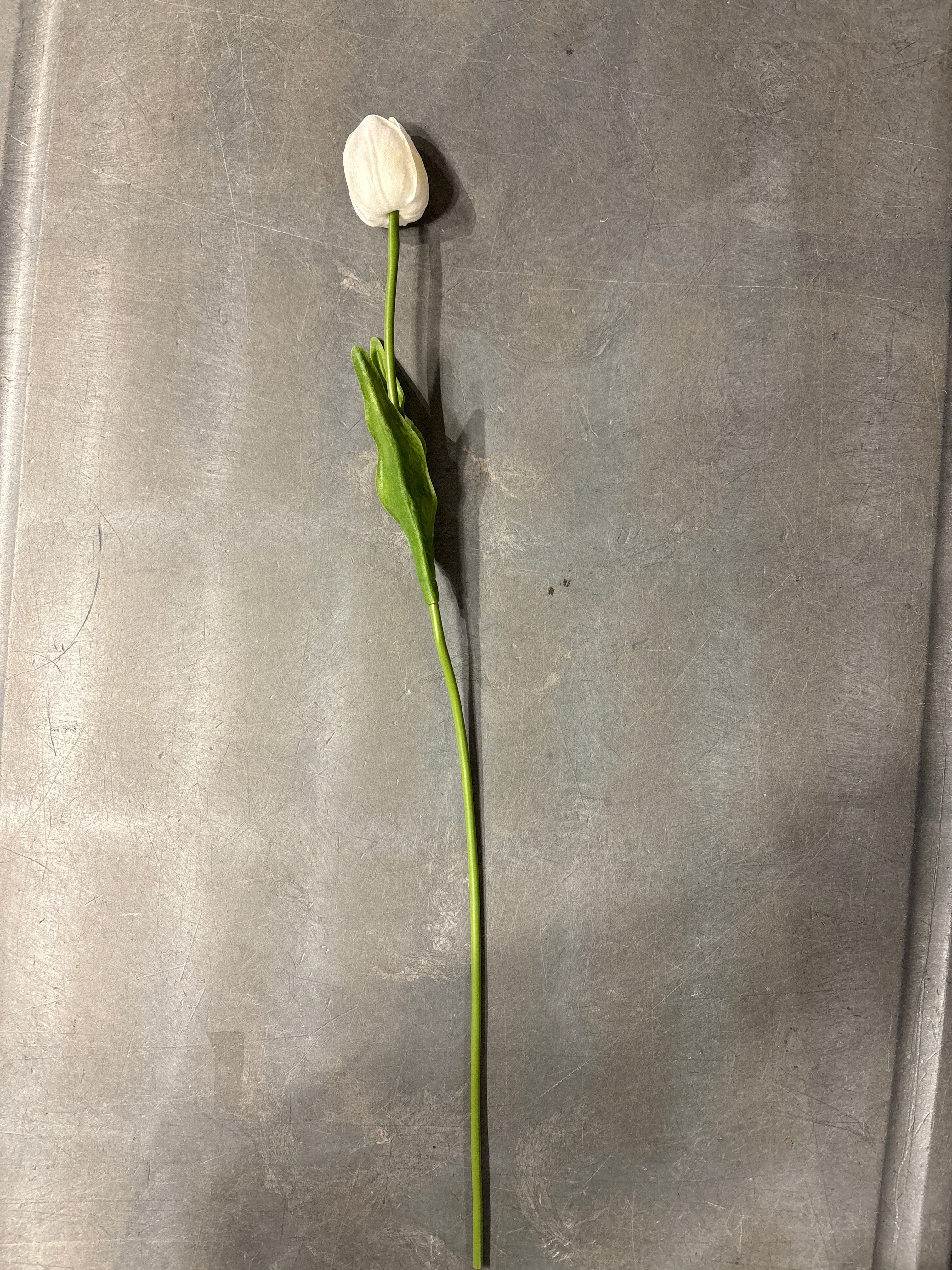 White Long Stem Tulip