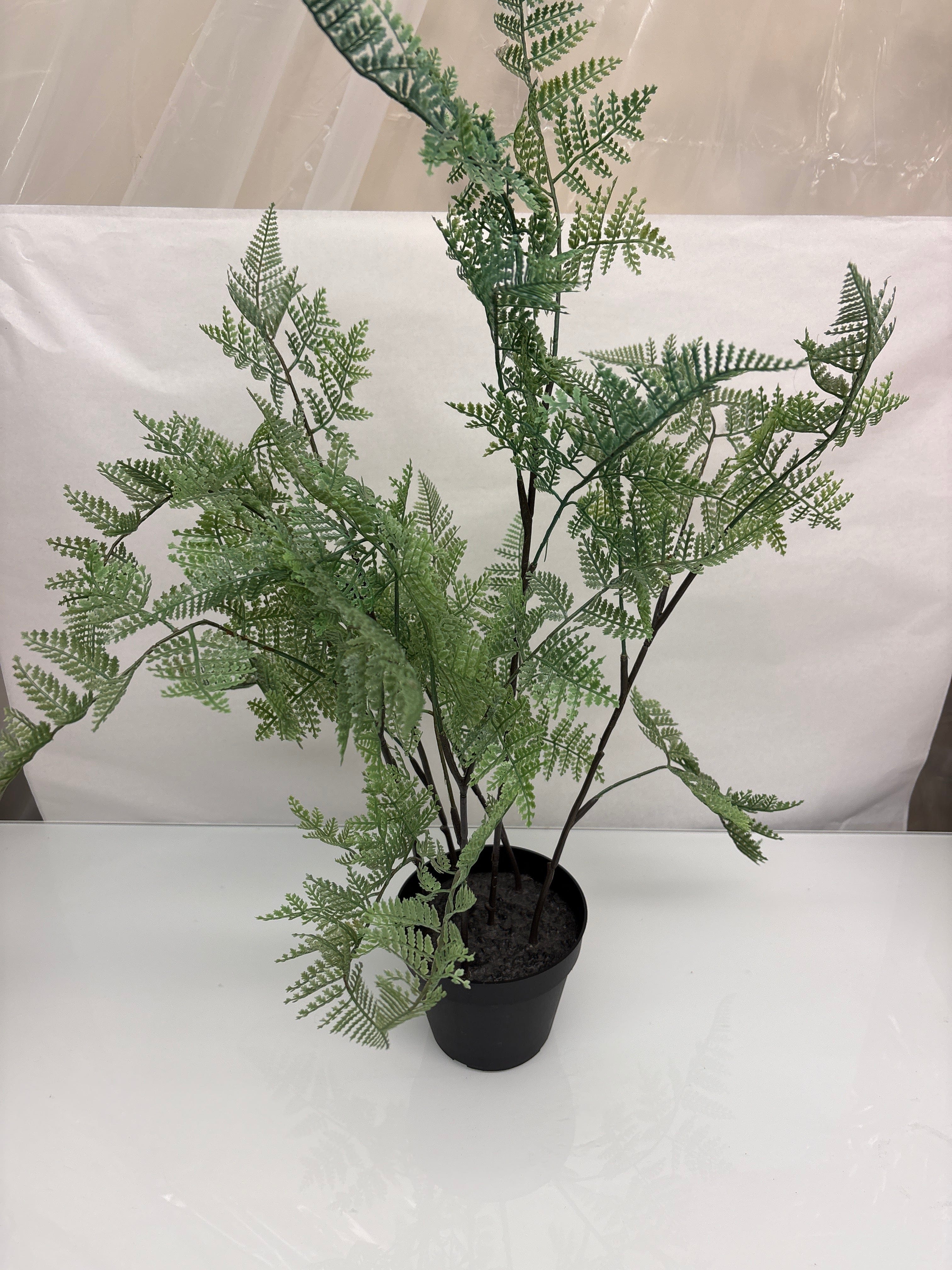 Large Fern with Black Pot