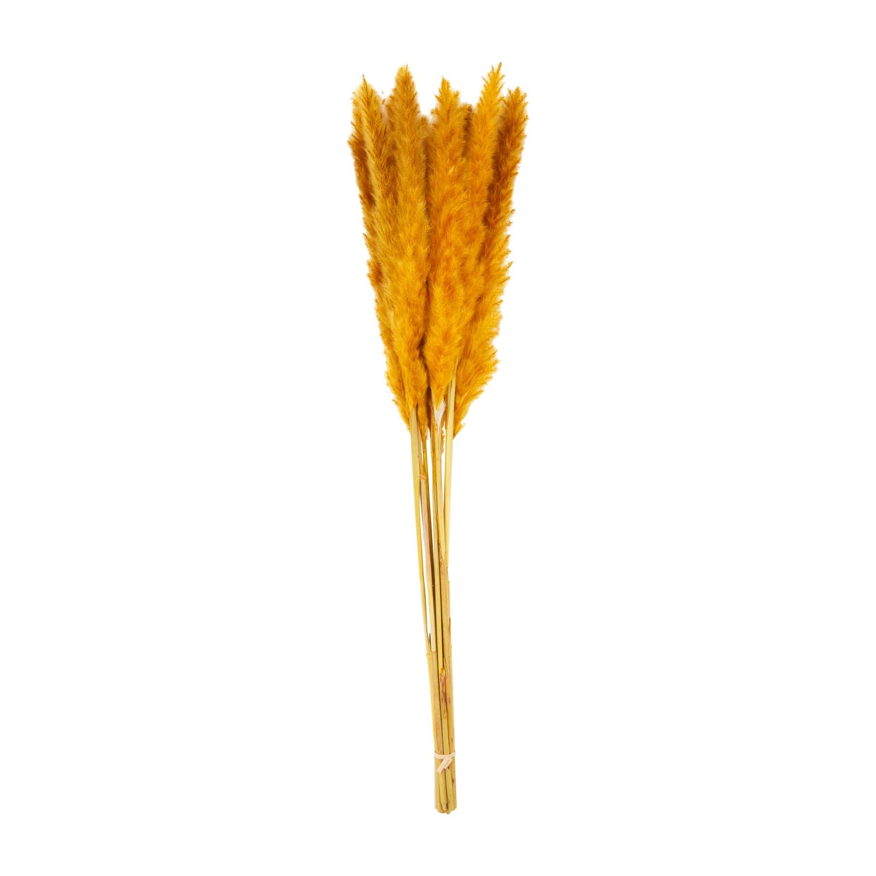 Orange Preserved Pampas