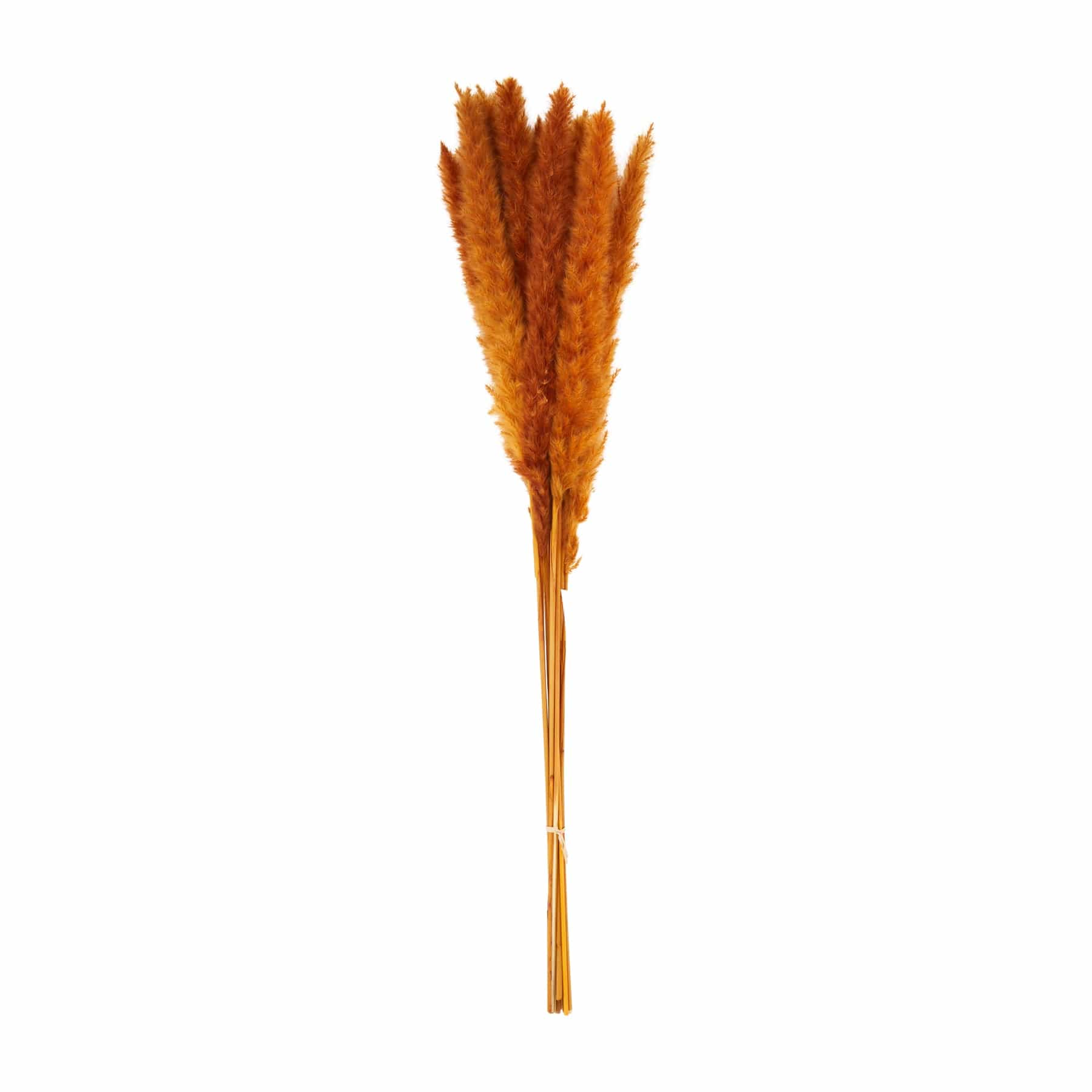 Red Preserved Pampas