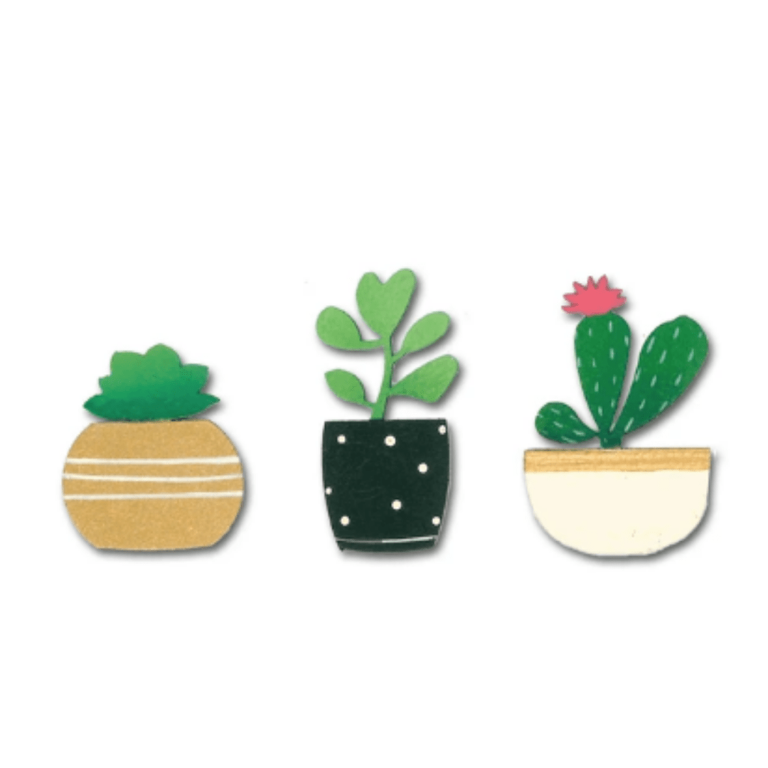 3 Pack Succulents