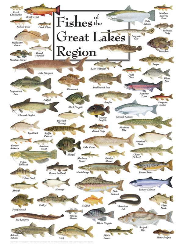 Fishes of the Great Lakes 550pc Puzzle