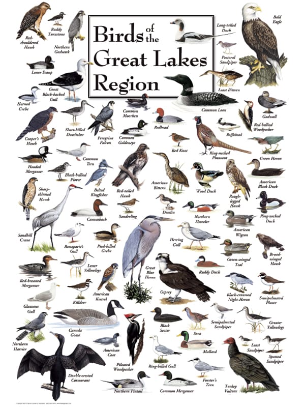 Birds of the Great Lakes 550pc Puzzle