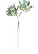 Green Botanica Stem