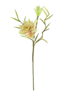 Rose & Green Botanica Stem