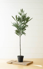 Potted Eucalyptus Tree