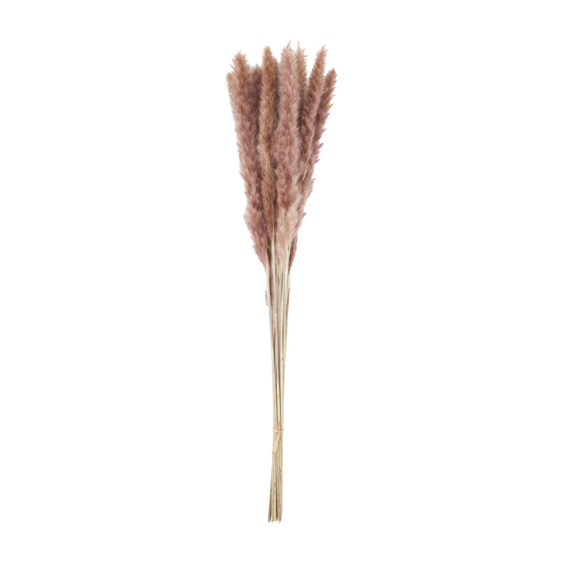Tan Preserved Pampas