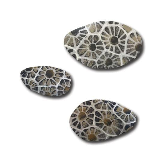 Petoskey Stone Magnets S/3